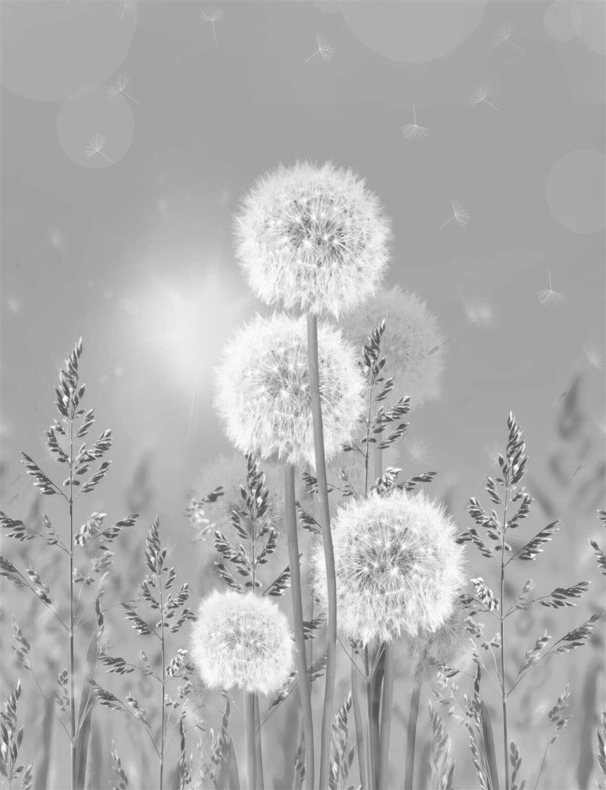 Fototapet păpădii în nuanțe de alb și negru