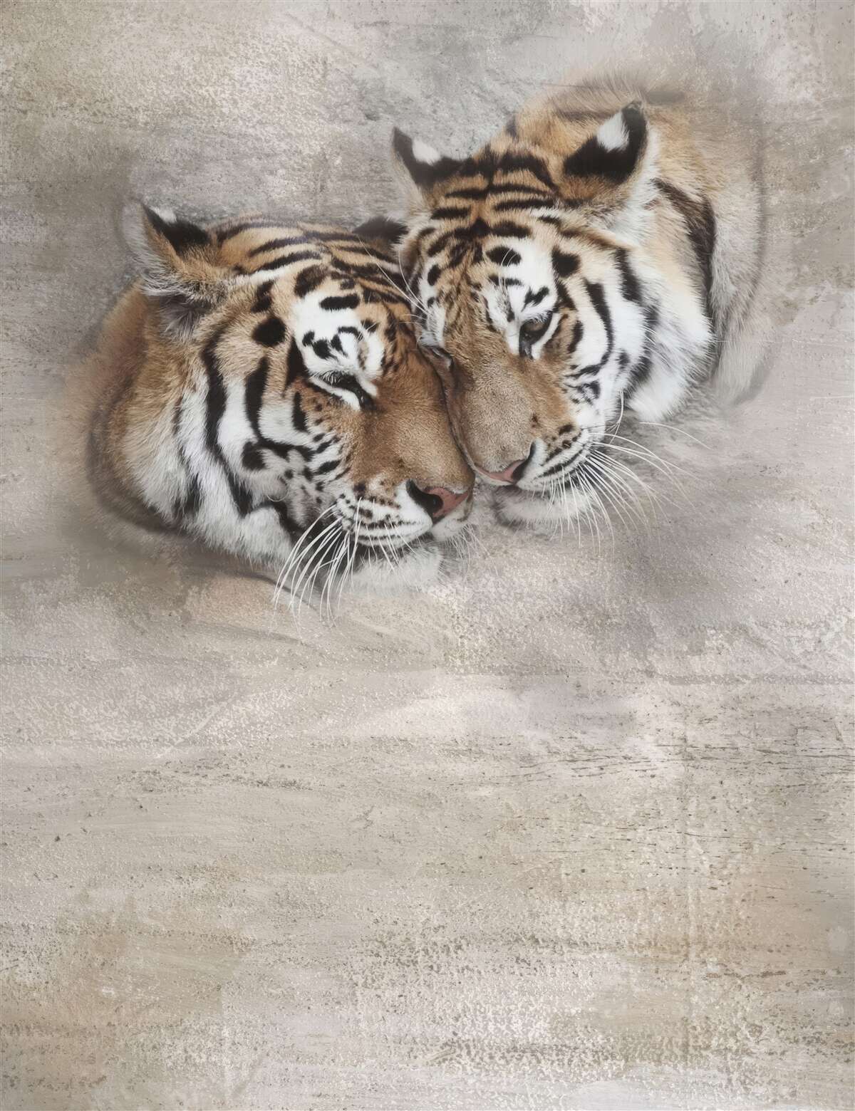 Fototapet doi tigri agățați unul de celălalt