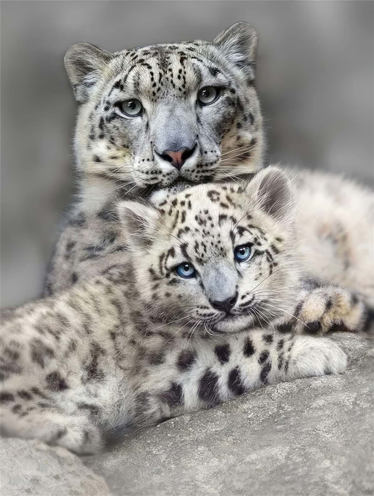 Fototapet leopard cu puiul său