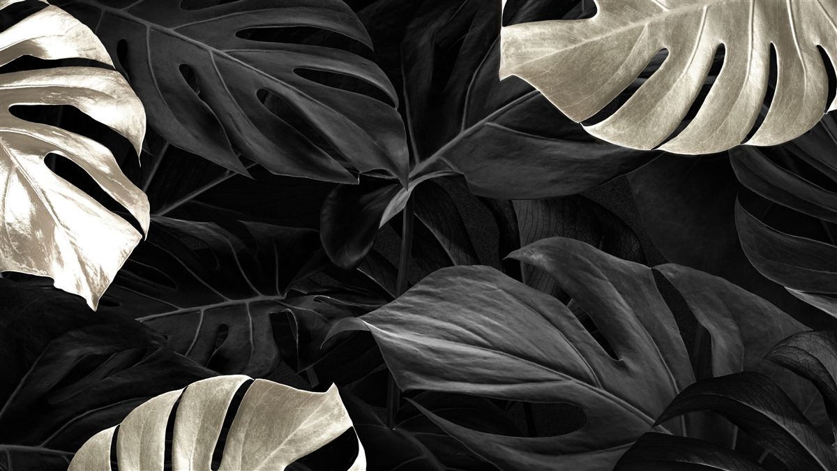 Fototapet Frunze de monstera albe ca zăpada pe un fundal negru