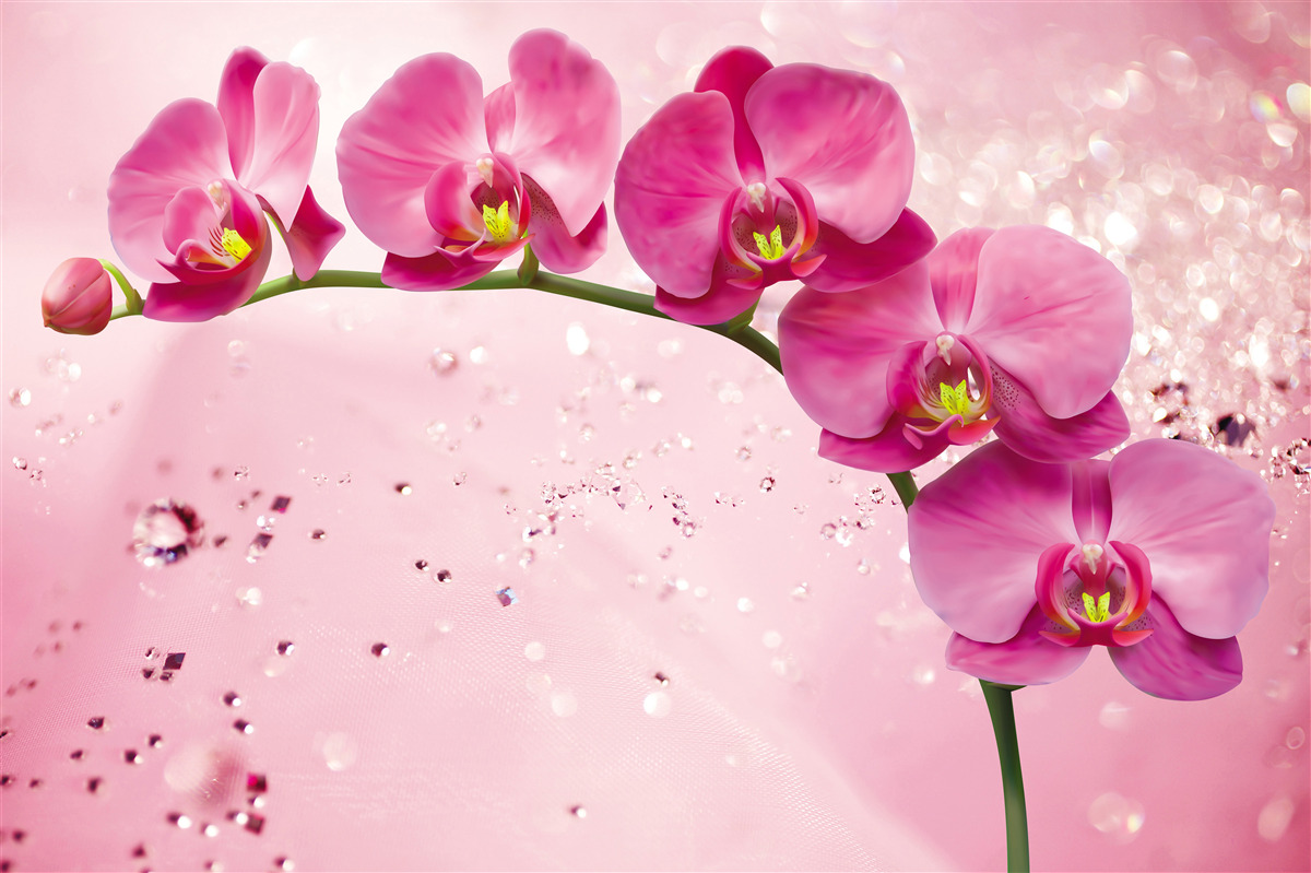 Fototapet orhidee roșie pe o ramură