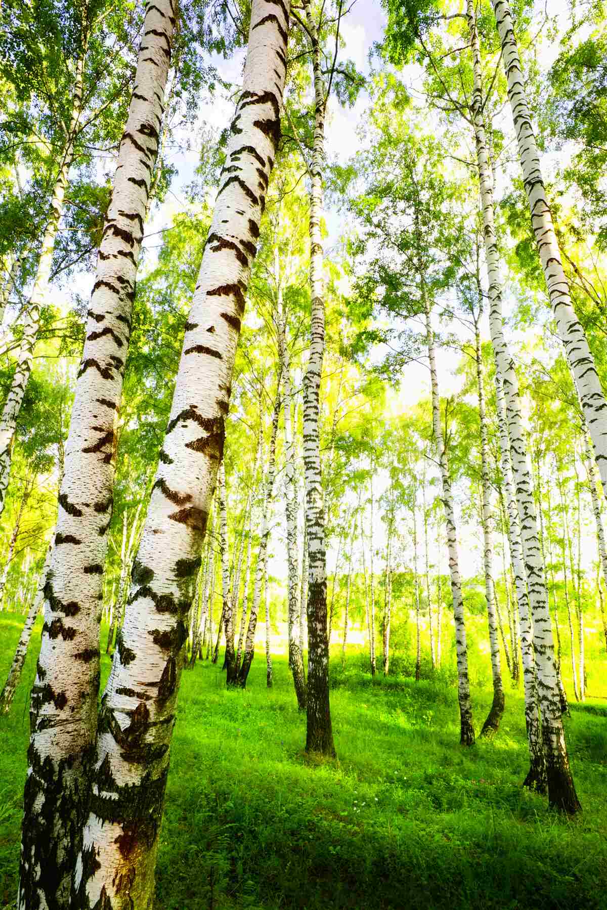 Fototapet o livadă de vară de mesteceni subțiri