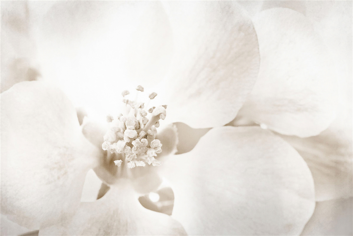 Fototapet mugur mare delicat de orhidee