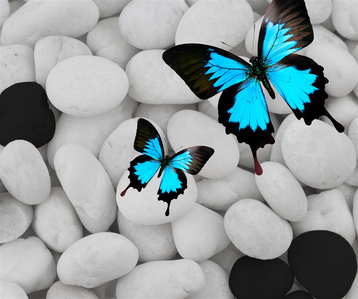 Fototapet fluturi colorați pe pietre strălucitoare