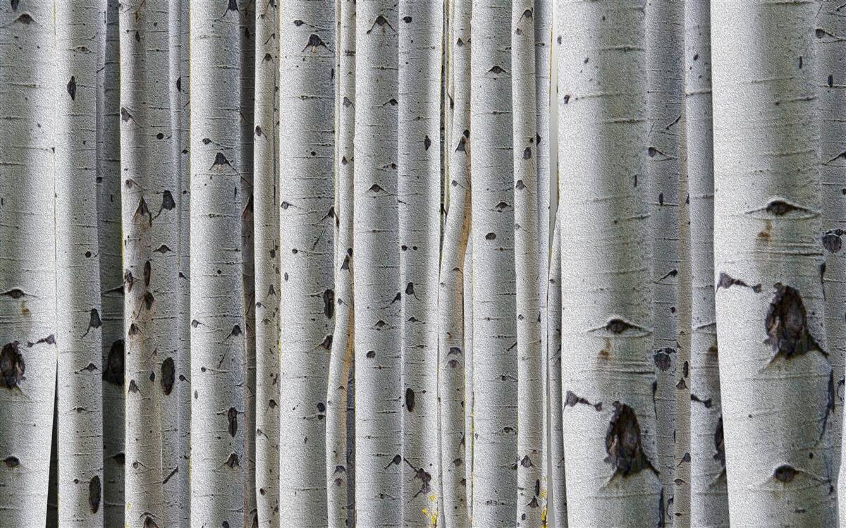 Fototapet pădure de mesteceni
