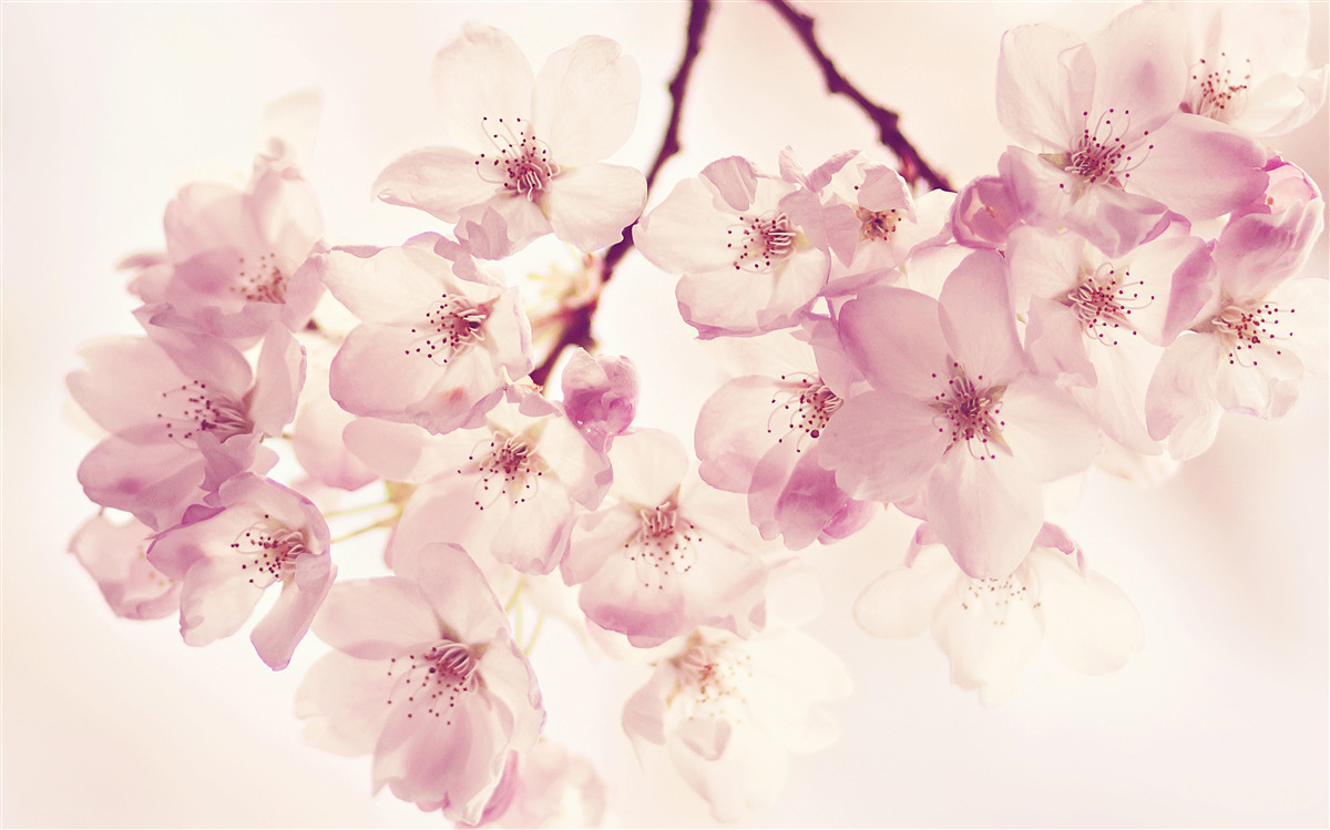 Fototapet flori de cireș sălbatic, pline de delicatețe