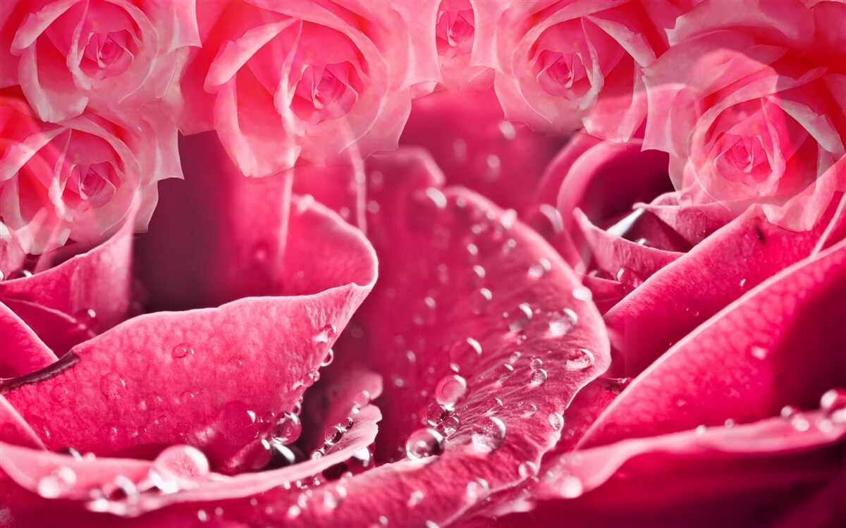 Fototapet picături de rouă pe un trandafir