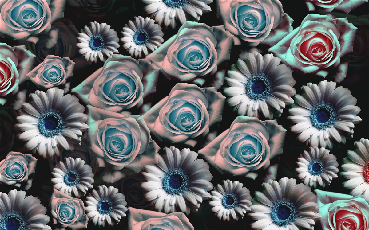 Fototapet gerbera și trandafiri pe un fundal negru