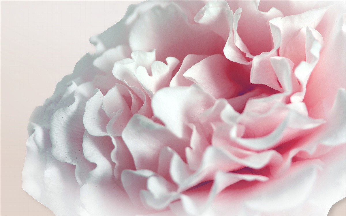 Fototapet gogoașă moale, roz deschis