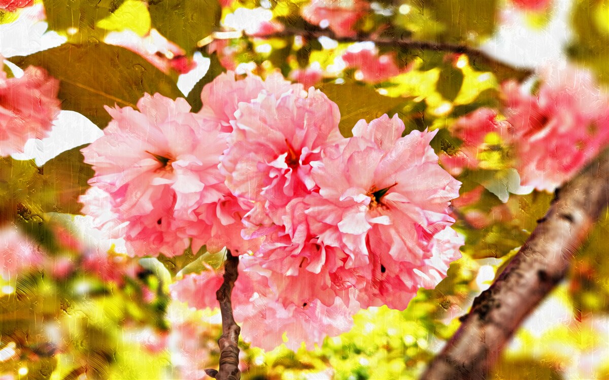 Fototapet kanzan sakura în plină floare