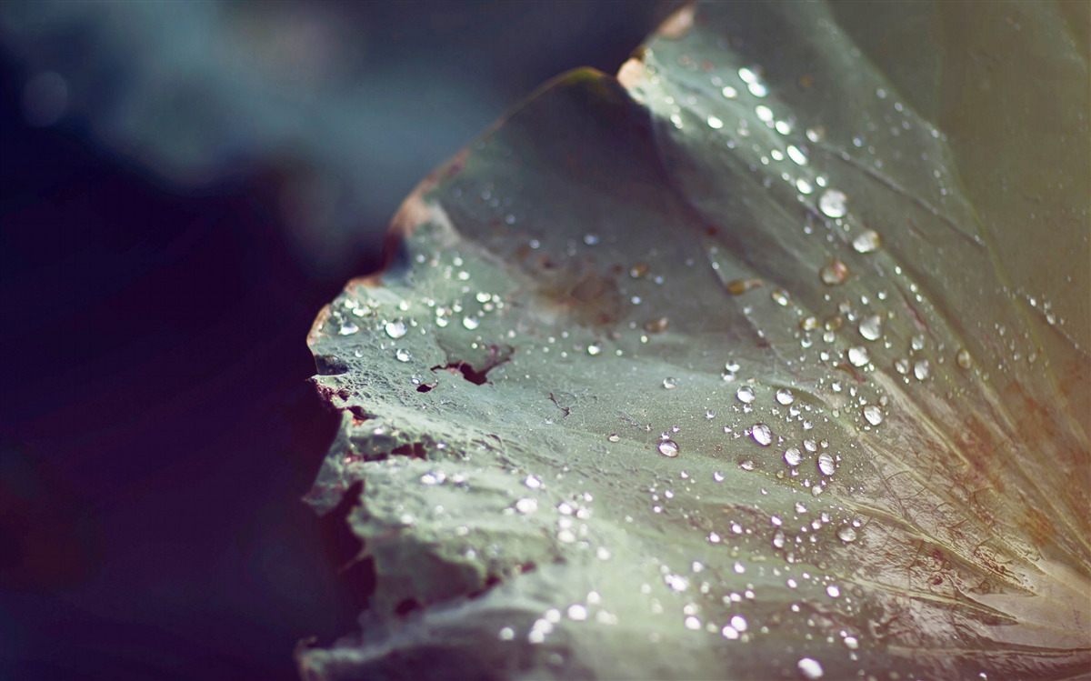 Fototapet boabe de rouă timpurie pe o frunză