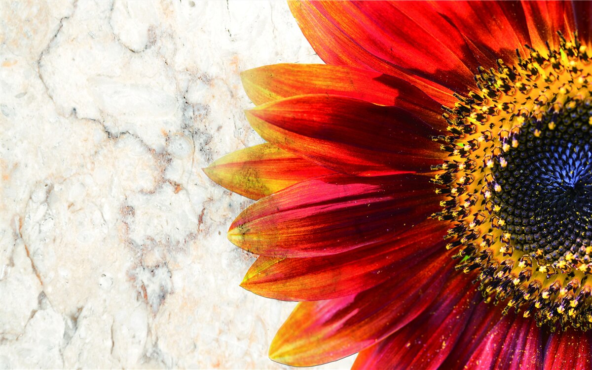 Fototapet gerbera uriașă roșu-portocaliu