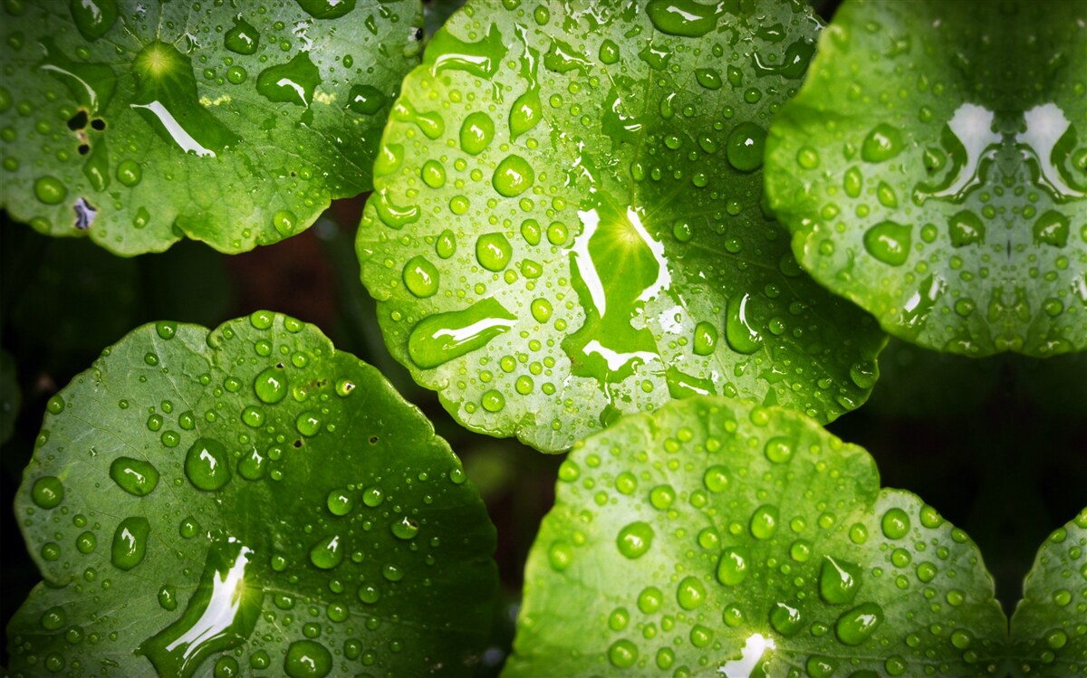 Fototapet frunzele spălate de picăturile de ploaie au căpătat o nuanță verde bogată