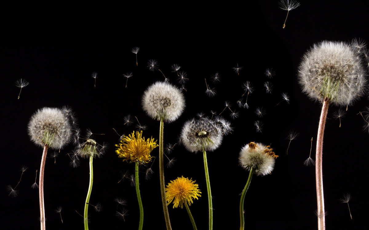 Fototapet epoci de existență lactică