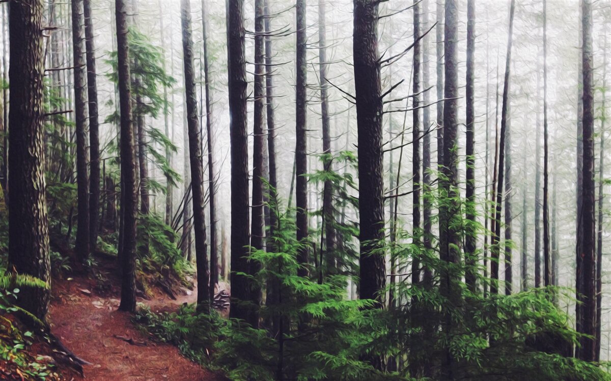 Fototapet pădurea cețoasă este plină de copaci înalți și subțiri