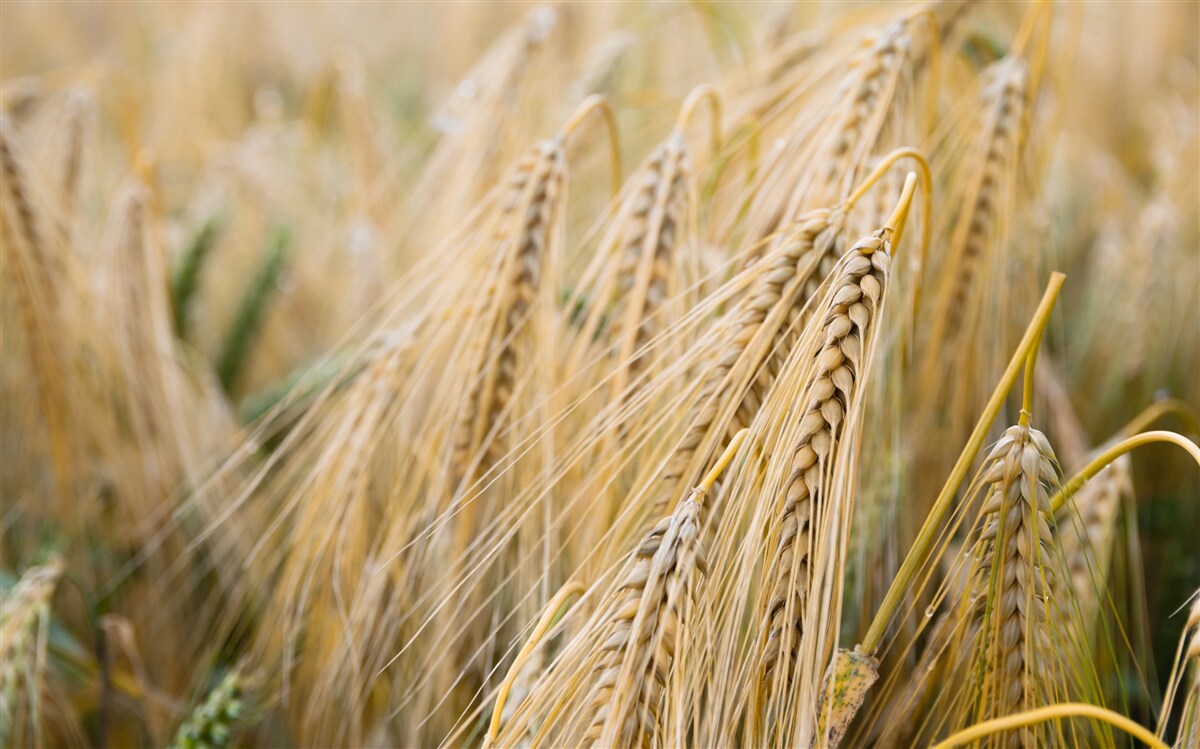 Fototapet câmp de spice de grâu coapte