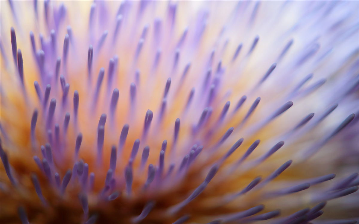 Fototapet ciulin de liliac din Scoția